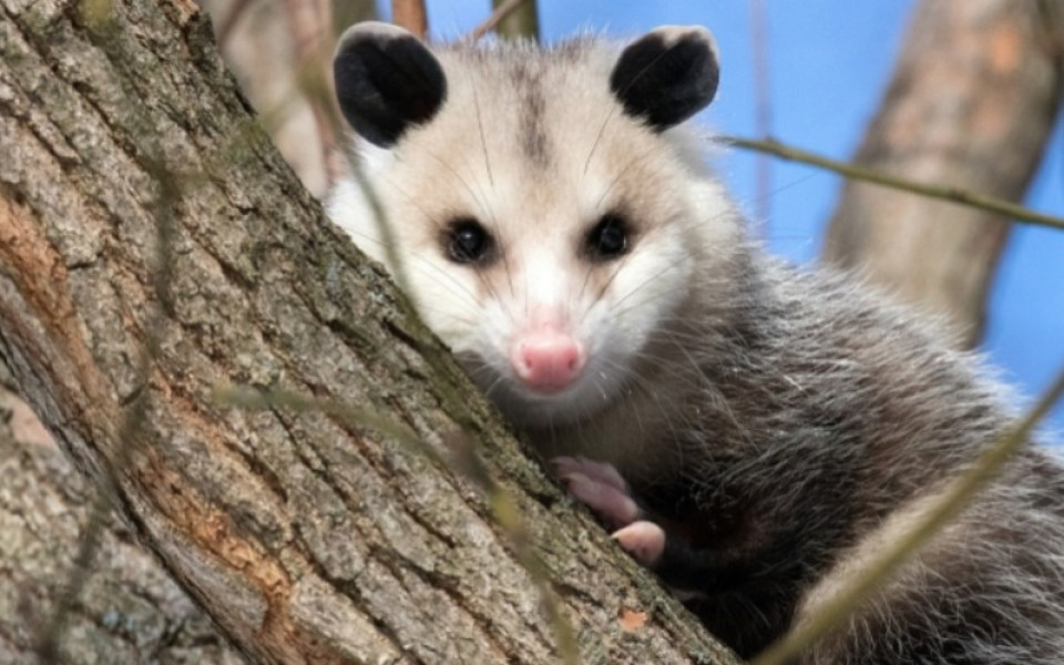 Home Possum Removal Perth| Croozi