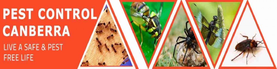 Marks Pest Control Canberra| Croozi